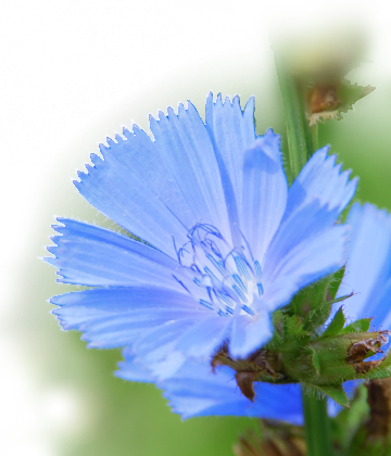 Bild: Bachblüte Chicory – Wegwarte (Cichorium intybus)