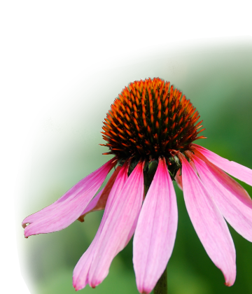 Bild: Blüte von Echinacea
